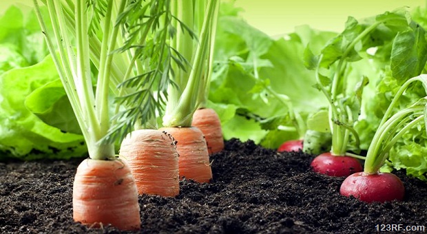 Growing Your Own Food For Total Beginners