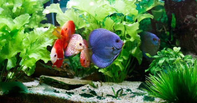Relaxing Effects Fish Tanks Have On Your Children